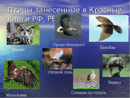 Животные красной книги России раскраска