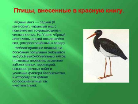 Краснозобая казарка факты