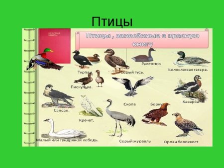 Плакат животные красной книги