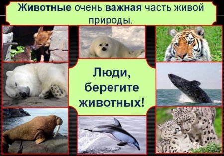 Надпись берегите животных