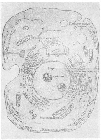 Строение животной клетки под микроскопом рисунок