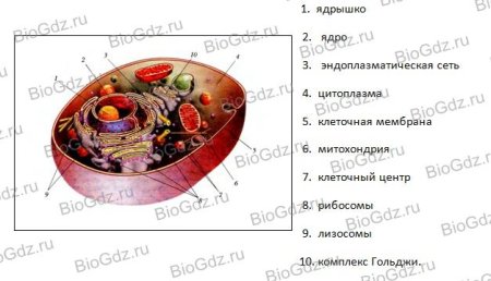 Строение животной клетки 8 класс биология