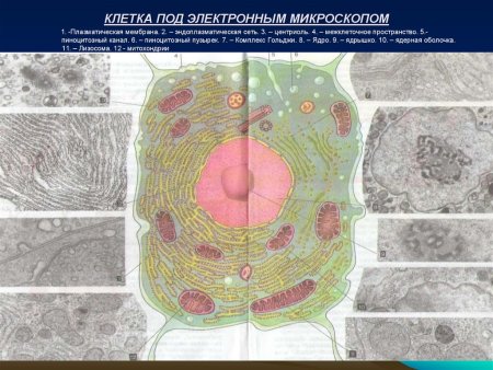 Растительная клетка в электронном микроскопе