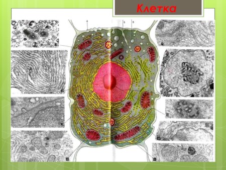 Электронная микрофотография растительной клетки