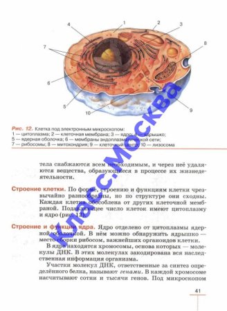 Строение клетки под электронным микроскопом