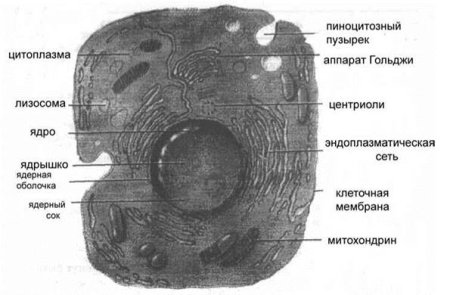 Схема строения клетки по данным электронного микроскопа