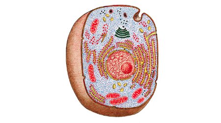 Живая клетка под электронным микроскопом