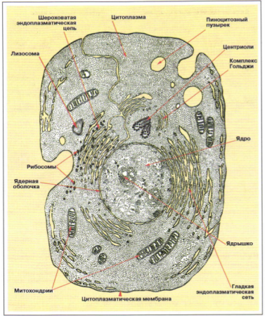 Схема строения животной клетки по данным электронного микроскопа