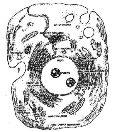 Схема строения живой клетки по данным электронного микроскопа