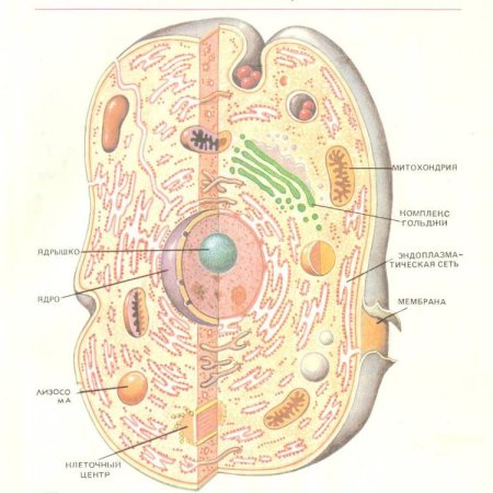 Строение клетки организма человека