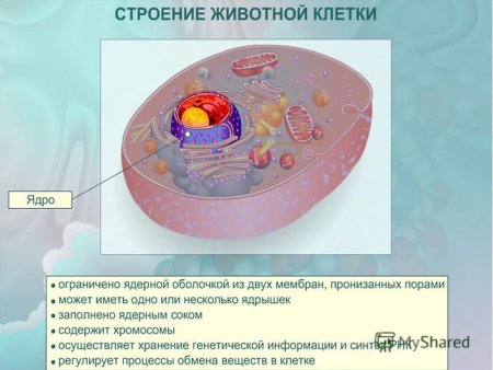 Животная клетка под электронным микроскопом