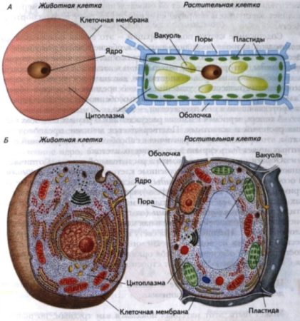 Строение клетки растения под микроскопом