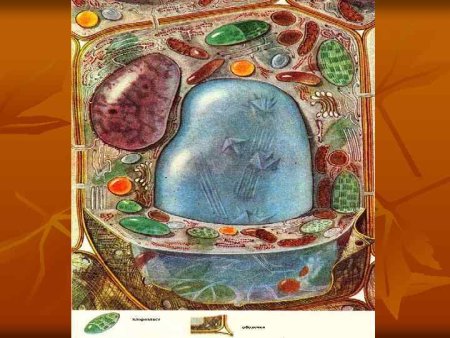 Строение растительной клетки