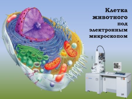 Клетка под электронным микроскопом