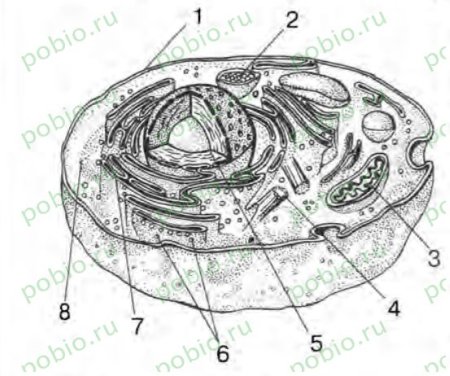 Строение животной клетки 8 класс биология рисунок