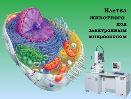 Животная клетка под электронным микроскопом