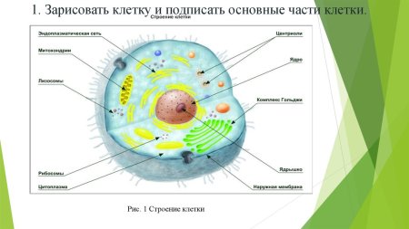Основные части клетки анатомия