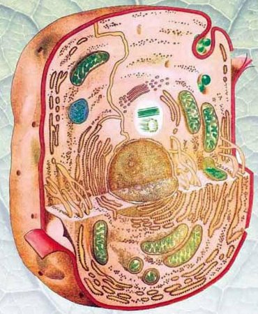 Растительная клетка