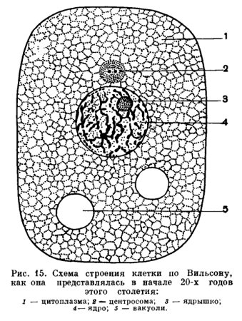 Схема микроскопической клетки