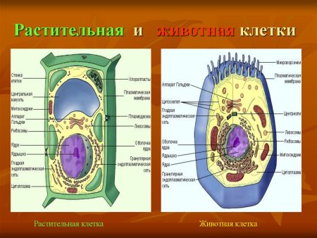 Строение органелл растительной клетки и животной клетки