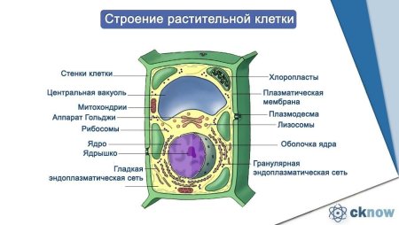 Строение и функции органоидов клетки растений