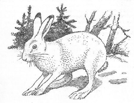 Соколов Микитов заяц Беляк