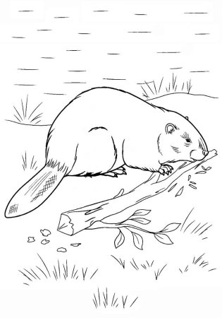 Раскраски Дикие животные для детей Бобр