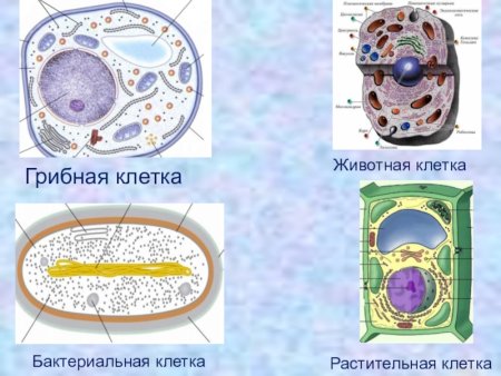 Строение клеток растений животных грибов и бактерий