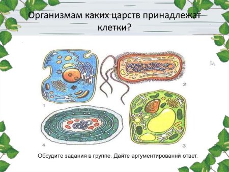 Строение клеток организмов разных Царств