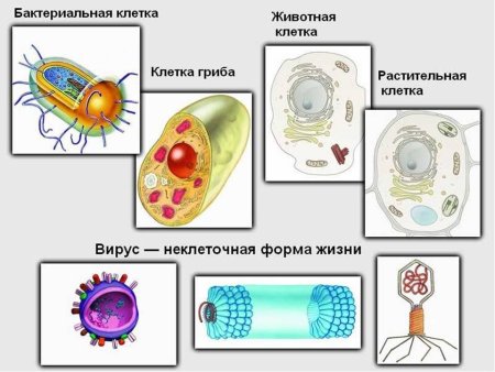 Неклеточные формы жизни вирусы строение