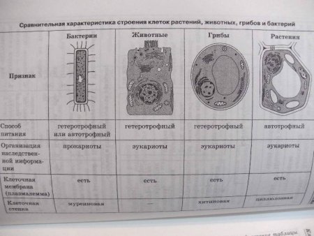 Строение клетки ЕГЭ биология