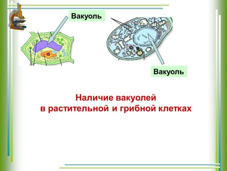 Вакуоли растительной клетки и грибов