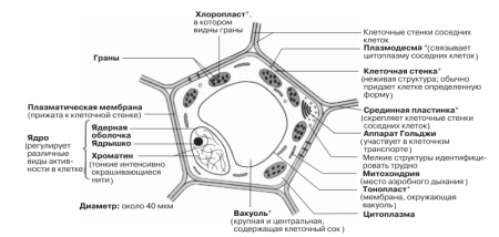 Клетка под световым микроскопом