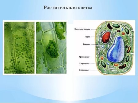 Клетка растения 5 класс биология