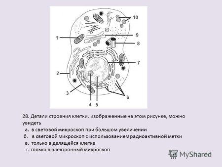 Строение растительной клетки под световым микроскопом