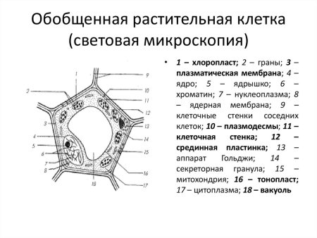Обобщённая схема строения растительной клетки
