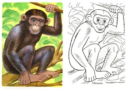 Шимпанзе рисунок
