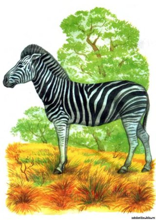 Животные Африки для детей