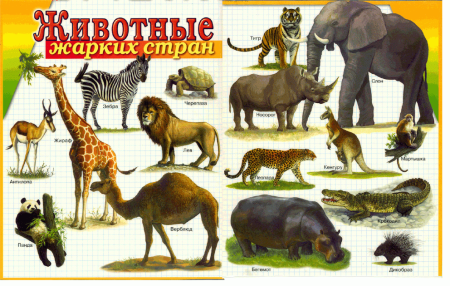 Дикие животные жарких стран