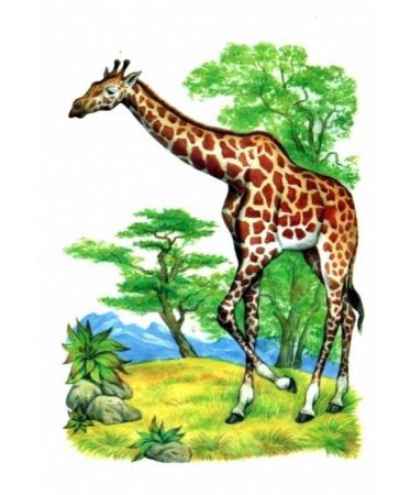 Южные животные для детей