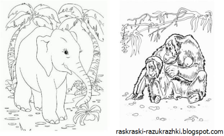 Животные жарких стран. Раскраска