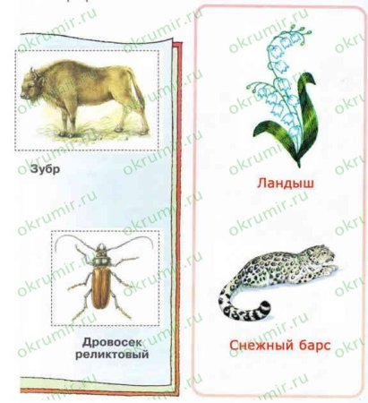 Животные и растения красной книги рисунки