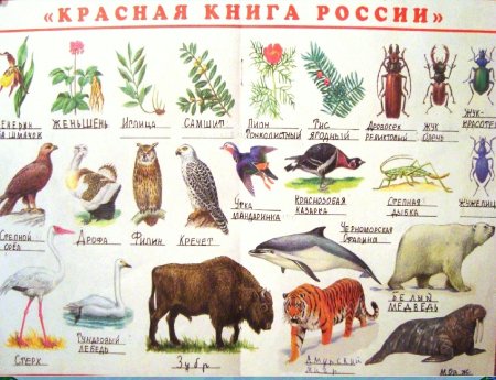 Растения и животные занесенные в красную книгу России для детей