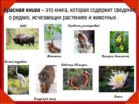 Животные и растения которые занесены занесены в красную книгу
