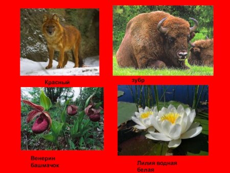 Животные и растения красной книги