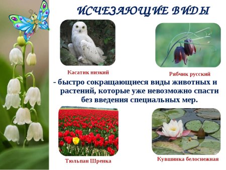 Растения и животные которые внесены в красную книгу России