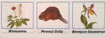 Животные и растения из красной книги рисунки