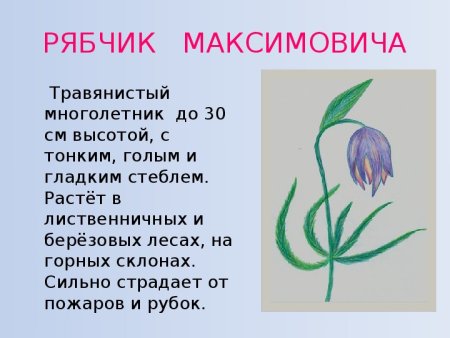 Рисунки растений которые занесены в красную книгу