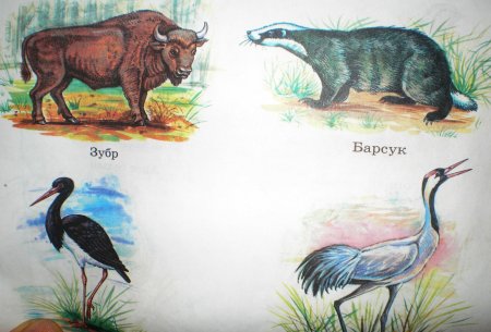 Животные занесенные в красную книгу