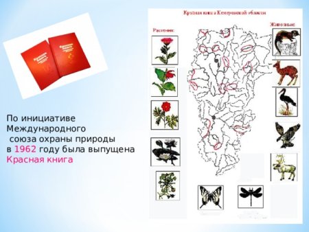 Красная книга России животные и растения и карта